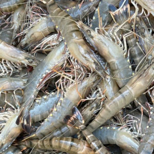 Black tiger shrimp (Chingri)
